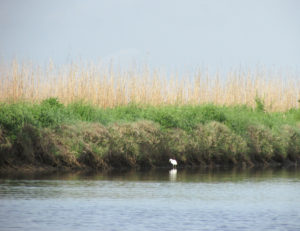 ROR Celebrates National Estuaries Week