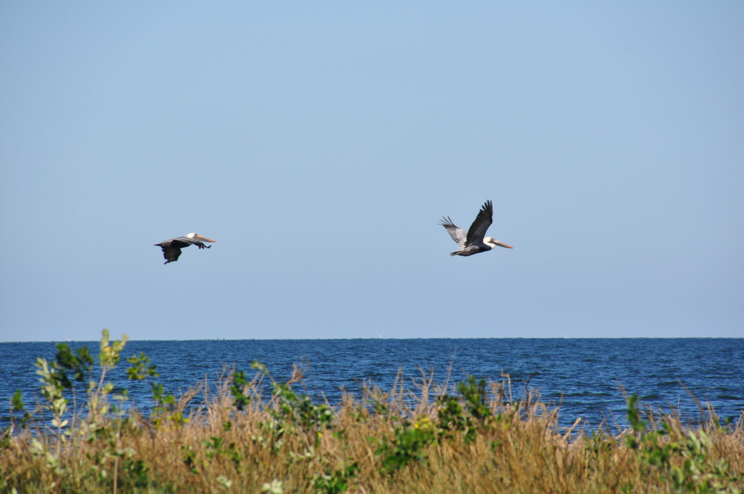 “Springing into Summer on Our Coast”